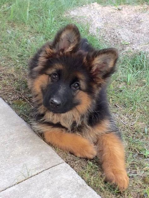 Puppy-long-coat-German-Shepherd King Shepherd Puppy, Long Coat German Shepherd Puppy, Fluffy German Shepherd, Long Coat German Shepherd, German Shepherd For Sale, Baby German Shepherds, Long Haired German Shepherd, German Sheperd Dogs, German Shepherd Puppy