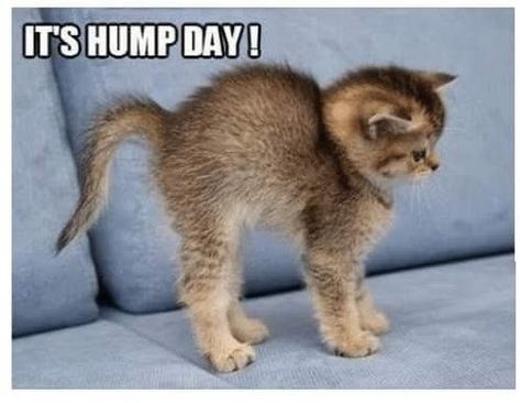 Hump Day Quotes Funny, Hump Day Quotes, Wednesday Memes, Wednesday Hump Day, Hump Day Humor, Good Morning Cat, Wednesday Humor, Morning Cat, Morning Memes