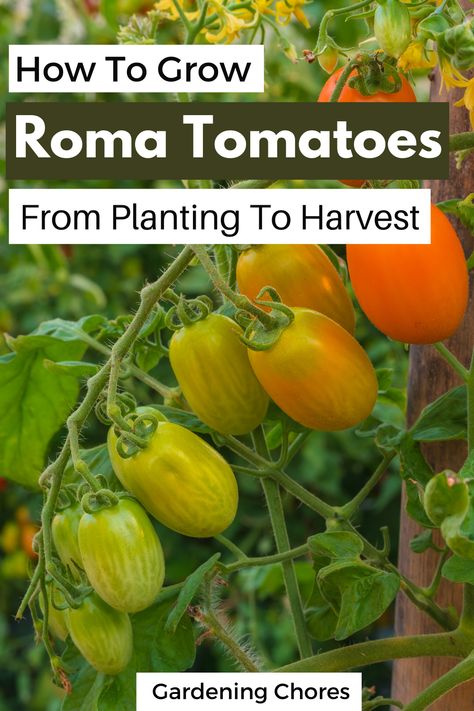 Our growing Roma tomatoes guide takes you from planting to harvesting! Roma Tomato Plant, Growing Roma Tomatoes, Tomato Planting, Delicious Sauces, Easy Vegetables, Growing Vegetables In Pots, Roma Tomato, Cold Frames, Balcony Gardening