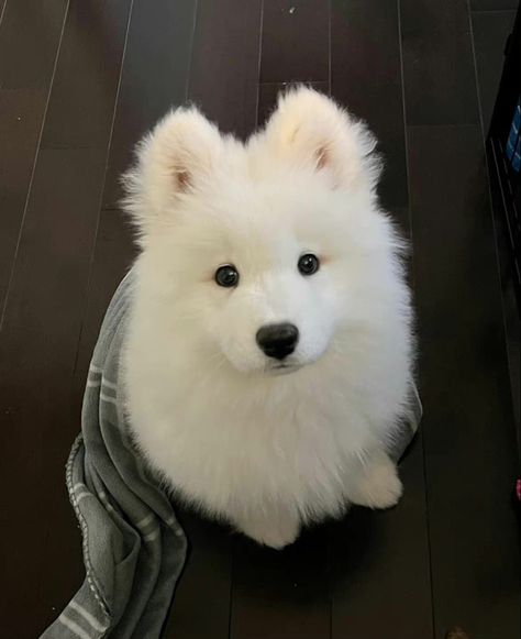 White Puppy, Samoyed Puppy, Very Cute Puppies, Samoyed Dogs, Very Cute Dogs, Fluffy Dogs, Cute Animals Images, Silly Animals, Fluffy Animals