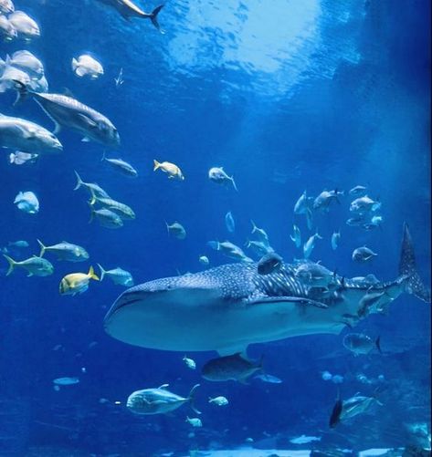 #oceanconservation #savetheocean #oceanlife #saveouroceans #oceanlove #theocean #oceanlovers #savethereef #oceanminded #saveourseas Marine Life Pfp, Ocean Aesthetic Whale Shark, Whale Shark Aquarium, Whale Shark Pictures, Shark Core Aesthetic, Whale Sharks Aesthetic, Ocean Aesthetic Shark, Shark Astetic, Aquarium Widget