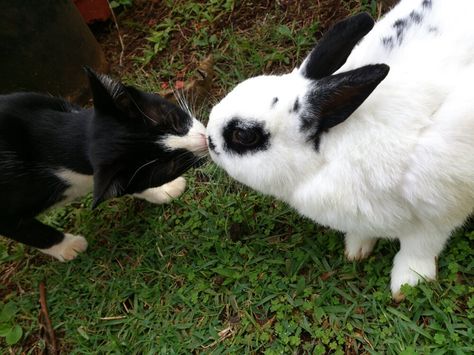 Bunny Gets a Kiss from His Kitty Friend Daily Bunny, Kitty Kisses, Super Cute Animals, Silly Animals, Baby Bunnies, Wild Life, Animals Friends, Animal Pictures