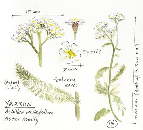 Getting to know the wildflowers of Bernal Hill. My pandemic project: sketching all the wildflowers I could find on the semi-wild grassy hill by my house, in the month of April 2020. Didn't quite get them all, so I'll have to pick it up again next Spring. Grassy Hill, Month Of April, My House, Getting To Know, Wild Flowers