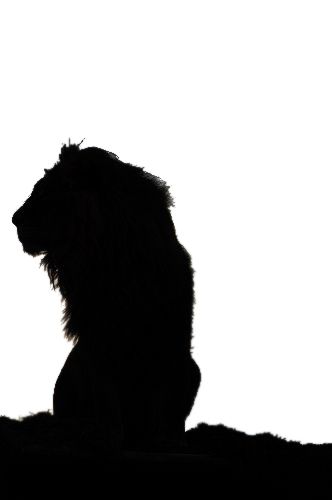 Lion Shadow, Lion Stencil, Lion And Lamb, Black Lion, Shadow Art, Phone Background, Phone Backgrounds, Human Silhouette, Lion