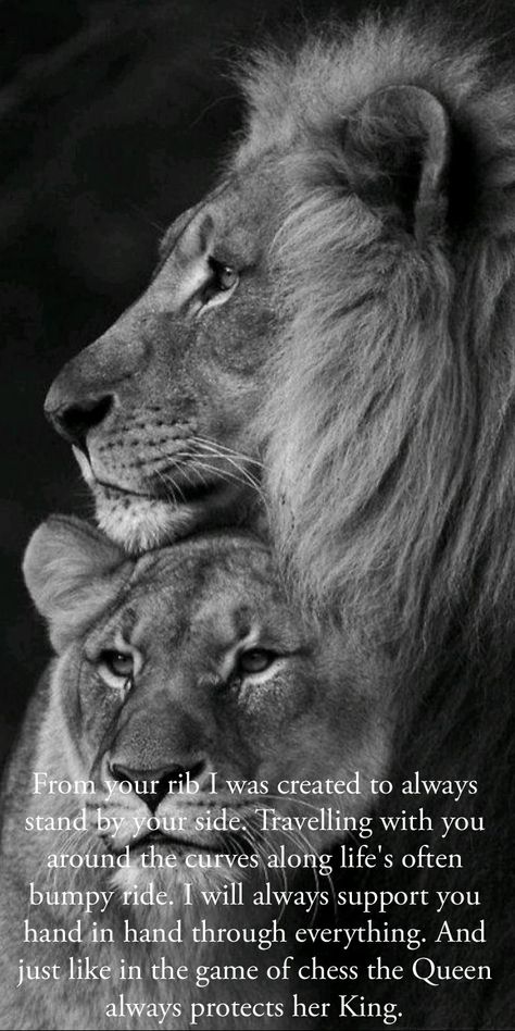 Lion Relationship Quotes, Lion Protecting His Queen, Lion Love Male And Female, Lion And Lioness Quotes, Lion And Lioness Love, Alpha Couple, Lioness Quotes, Alpha Quote, Lion Couple