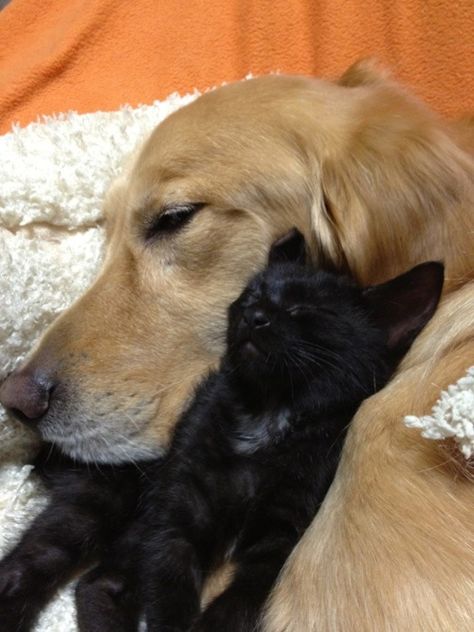 cuddle Black Cat Gf And Golden Bf Aesthetic, Black Cat And Golden Retriever Aesthetic, Cat And Dog Cuddling, Black Cat And Golden Retriever, Black Cat Golden Retriever, Dog Cuddles, Cat Couple, Cat Cuddle, Animals Friendship