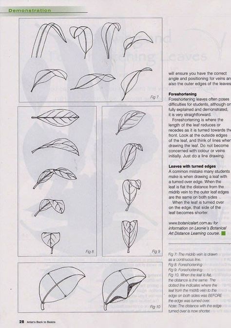 Botanical Art Drawing, Draw Leaves, Botanical Line Drawing, Flower Drawing Tutorials, Seni 2d, Master Drawing, Flower Art Drawing, Leaf Drawing, Flower Sketches