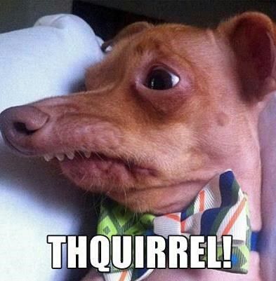 Submitted by: Unknown                        Tagged:   dogs ,  cute ,  squirrels ,  lisp ,  funny   Share on Facebook Ugly Dogs, E Card, Laughing So Hard, Tolkien, Bones Funny, Funny Cute, Puppy Love, Funny Dogs, Animal Pictures