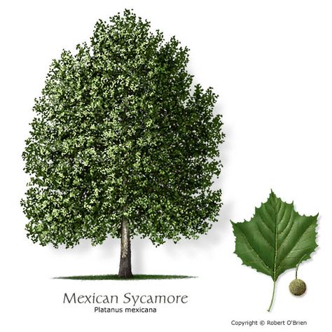 mexican sycamore - doubles in height every year Texas Trees, Willow Tree Wedding, Desert Willow, Get Off My Lawn, Sycamore Tree, Texas Gardening, Specimen Trees, Crape Myrtle, Fast Growing Trees