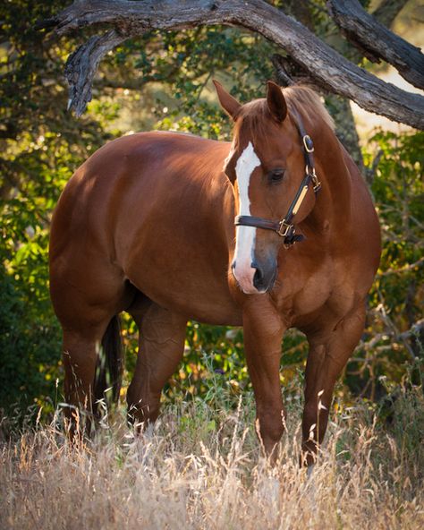 Quarter horse - Chestnut gelding named Red. Chestnut Horses, Photoshopped Animals, Rodeo Girls, Eventing Horses, Quarter Horses, American Quarter Horse, Most Beautiful Animals, Chestnut Horse, Brown Horse