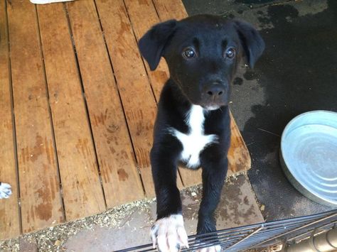 Pitsky Puppy, Border Collie Lab Mix, Border Collie Mix Puppies, Puppy Mix, Horse Care Tips, Pet Projects, Adoptable Beagle, Border Collie Mix, Border Collie Puppies