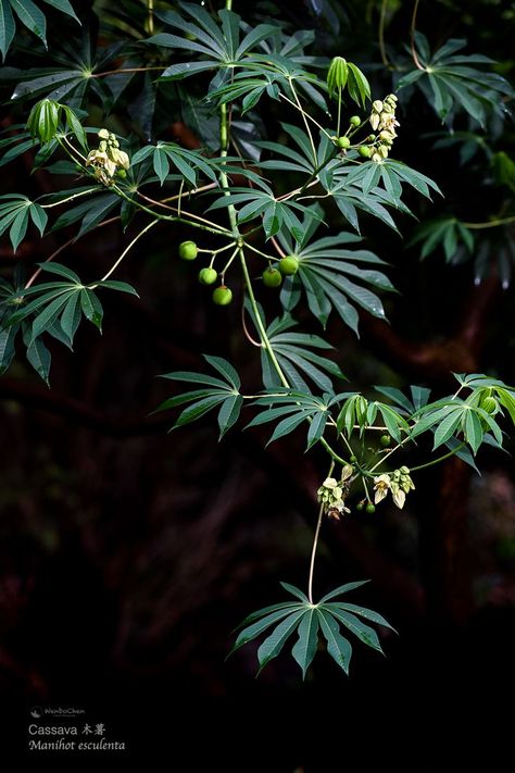 Cassava Plant, Staple Foods, Food Staples, Madagascar, Stew, Plant Leaves, Sydney, Wonder, Plants