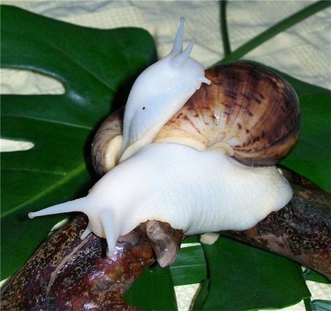 white snails✖️More Pins Like This of At FOSTERGINGER @ Pinterest✖️ Snail Achatina, African Land Snail, African Snail, Giant African Land Snails, Giant Snail, Snail Trail, Land Snail, Classroom Pets, Pet Snails