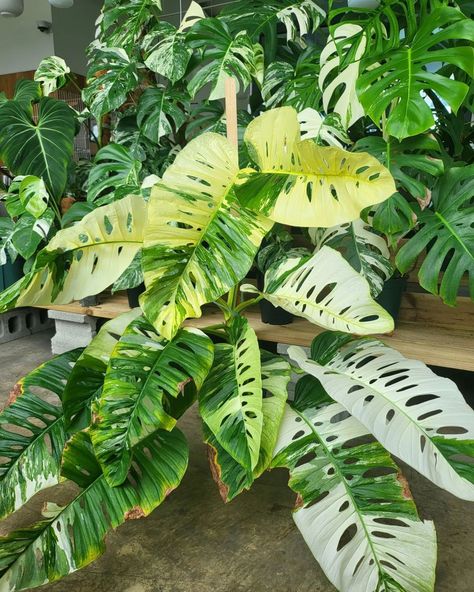 Philodendron Variegated, Indoor Oasis, Airbnb Promotion, Plant Ideas, Colorful Plants, Plant Lady, Creepers, Indoor Plants, House Plants