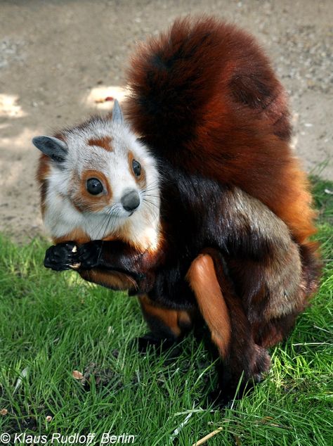 Giant Flying Squirrel, Creature Fantasy, Flying Squirrel, Interesting Animals, Unusual Animals, Rare Animals, Pretty Animals, Silly Animals, Cute Wild Animals