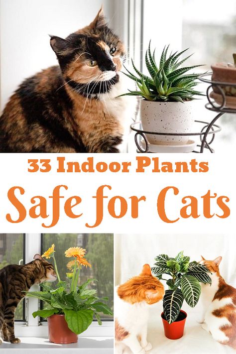 Indoor Plants Pet Friendly, Cat Safe House Plants, Pet Friendly House Plants, Houseplants Safe For Cats, Safe House Plants, Cat Friendly Plants, Toxic Plants For Cats, Cat Safe Plants, Easy House Plants