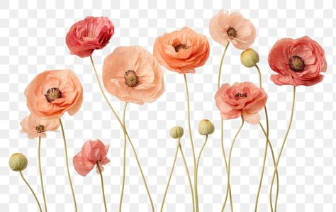 Pressed Ranunculus, Aesthetic Pngs, Libra Color, Glam Bedroom Decor, Watercolor Flower Background, Ranunculus Flowers, Png Elements, Graphic Design Assets, Glam Bedroom