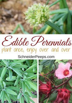 Perrenial Food Garden, Edible Perennial Garden Ideas, Edible House Plants, Edible Perennials, Perennial Vegetables, Gardening Zones, Organic Tomatoes, Edible Landscaping, Food Forest