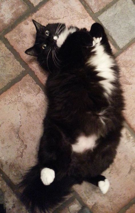 Cat Belly Up, Feather Wand, Fluffy Kitty, Chubby Cat, Normal Weight, Dream's Cat, Tuxedo Cats, Black And White Cat, Gorgeous Cats