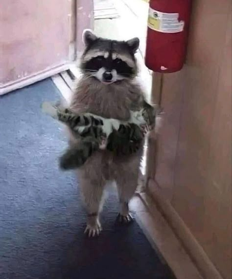 Trash Pandas, Raccoon Funny, Trash Panda, Silly Animals, Racoon, Cute Animal Photos, Animal Photos, Little Animals, Cute Little Animals