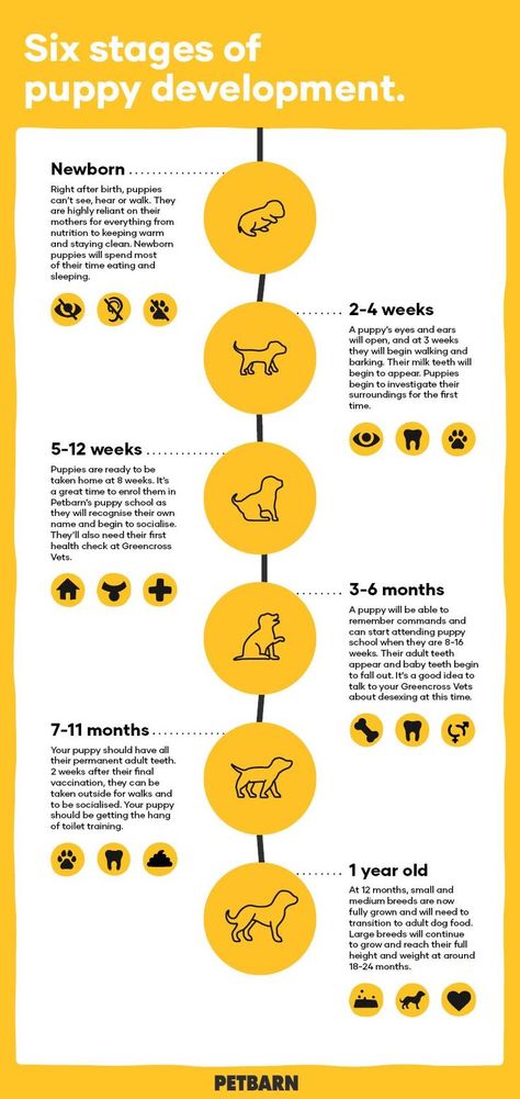 Puppy Development Week By Week, Nursing Dog Care, Puppy Development Stages, Puppy Stages Week By Week, Dog Pregnancy Stages, Puppy Timeline, Puppy Milestones, Cesar Millan Puppy Training, Newborn Puppy Care