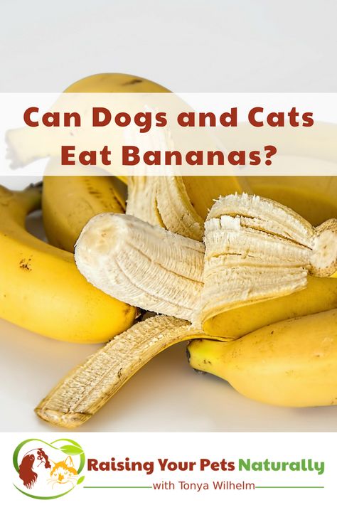 Can dogs and cats eat bananas? Learn some of the health benefits of bananas for your pets and you. #raisingyourpetsnaturally Bananas Health Benefits, Bananas For Dogs, Health Benefits Of Bananas, Can Dogs Eat Bananas, Benefits Of Bananas, Flea Shampoo For Cats, Holistic Dog Care, Banana Health Benefits, Banana Treats