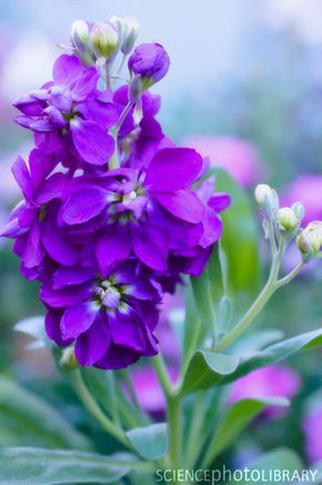 Purple Wild Flowers, Matthiola Incana, Flowers Board, Purple Time, Natural Bouquet, Spring Purple, Stock Flower, Flower Guide, Science Photos