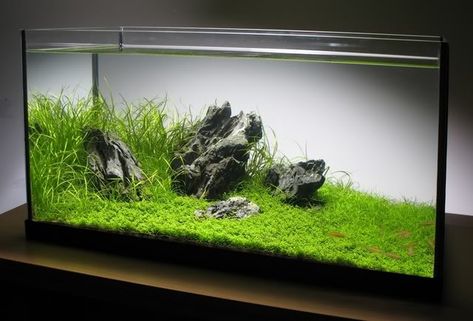 60cm Iwagumi layout - Page 3 - Aquascaping - Aquatic Plant Central Unique Fish Tanks, Cool Fish Tanks, Aquascape Design, Aquatic Garden, Fresh Water Fish Tank, Nano Aquarium, Aquarium Landscape, Nature Aquarium, Aquascape Aquarium