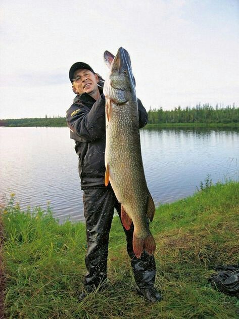 Big Catfish, Pike Fish Recipes, Fish Chart, Pike Fish, Trophy Fish, River Monsters, Trout Fishing Tips, Fishing Ideas, Giant Fish