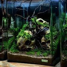 Aquascaping-Symphony - Good morning everybody 👋👋👋 Today something different 😉 Normaly I don't like artificial decoration elements, but I think that these skulls in this scape looks really amazing 💀💀💀 Hope you Artificial Decoration, Aquascape Aquarium, Aquascaping, Something Different, Have A Great Day, Good Morning, Quick Saves