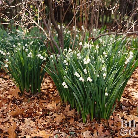 Blooming mid- to late-spring, summer snowflake’s dainty, elegant flower is a wonderful companion for tulips and daffodils. Naturalizing Bulbs, Leucojum Aestivum, Cozy Patios, Summer Snowflake, Plants Under Trees, Plant Encyclopedia, Shade Flowers, Ground Cover Plants, Have Inspiration