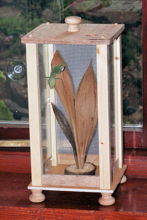 DIY Praying Mantis House - petdiys.com Mantis Enclosure Ideas, Praying Mantis Enclosure Ideas, Praying Mantis Enclosure, Mantis Enclosure, House Bugs, Enclosure Ideas, Jumping Spider, Wood Knobs, Praying Mantis