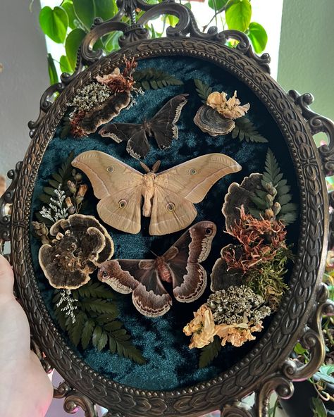 I’m feeling autumn in the air! It’s Oregon’s classic “false fall”… then of course it’ll get back up in the high 80s in a week or two 😅 This frame is coming with me to the @evergreentattooinvitational !! I’m prepping like a madwoman! Pinned Moth Display, Moth Taxidermy Decor, Luna Moth Taxidermy, Taxidermy Moth, Oddities Decor, Taxidermy Butterflies, Taxidermy Display, Purple Living Room, Get Back Up