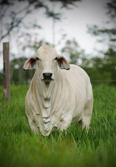 When I get married my house WILL over look a field of Brahmans. I ... Brahma Cattle, Brahma Cow, Brahman Cow, Brahman Bull, Brahman Cattle, Animal Wallpapers, Albino Animals, Beef Cattle, Cow Calf