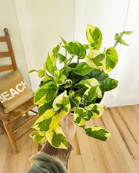 Lemon Meringue Pothos, Pothos In Water, Pothos Care, Open Terrariums, Lucky Plant, Orchid Bark, Rooting Hormone, Dish Garden, Top Soil