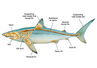 bull shark Shark Skeleton, Fish Anatomy, Types Of Sharks, Shark Facts, Skeleton Anatomy, Species Of Sharks, Shark Drawing, Small Shark, Sea Mammal