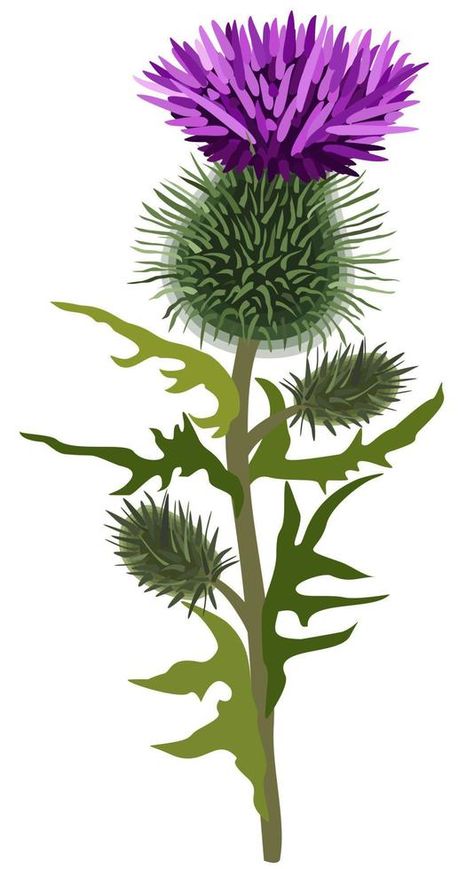 Thistle Clipart, Thistle Quilt Block, Scottish Thistle Drawing, Wagon Illustration, Thistle Drawing, Thistle Illustration, Thistle Quilt, Scottish Thistle Art, Thistle Painting