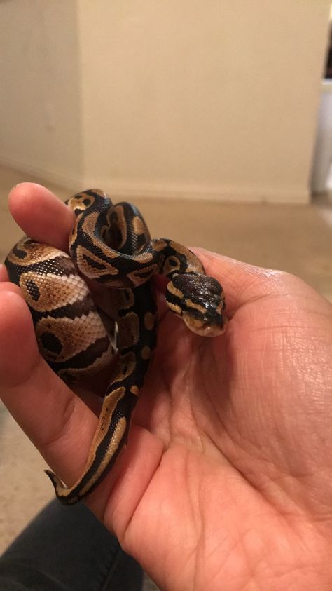 Cinnamon Ball Python, Baby Ball Python, Baby Snakes, Pretty Snakes, Ball Pythons, Baby Ball, Cute Reptiles, Cute Snake, Reptile Snakes