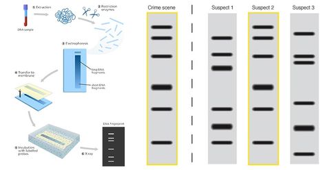 DNA fingerprinting or DNA profiling is a process used to determine the nucleotide sequence at a certain part of the DNA that is unique in all human beings.  The process ... Read more The post DNA Fingerprinting- Principle, Methods, Applications appeared first on Microbe Notes. Dna Profiling, Microbiology Notes, Dna Fingerprinting, Dna Molecule, Dna Sequence, Human Genome, Cool Science Facts, Body Tissues, Molecular Biology