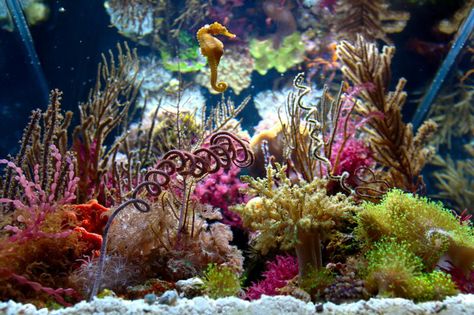 Seahorse Aquarium, Reef Aquascaping, Seahorse Tank, Reef Tank Aquascaping, Saltwater Aquarium Fish, Saltwater Fish Tanks, Marine Tank, Tropical Fish Aquarium, Reef Fish