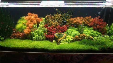 Dutch Style Aquascape, Aquascape Mini, Dutch Aquarium, Dutch Aquascape, Tanaman Air, Taman Air, Fish Tank Terrarium, Cool Fish Tanks, Fish Tank Design