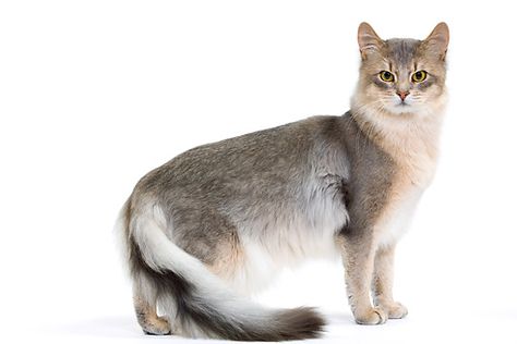 Somali Cat, Singapura Cat, White Tabby Cat, Cat Anatomy, Cat Reference, Russian Blue Cat, Orange Tabby Cats, Cat Breed, Cat Pose