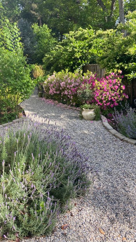 Lavender, catmint and azaleas in bloom in California Lawn Free Landscaping, Portuguese Garden, Backyard Aesthetic, Bed Layout, Scott Street, Mediterranean Garden Design, Garden Bed Layout, Azaleas Garden, Pebble Garden