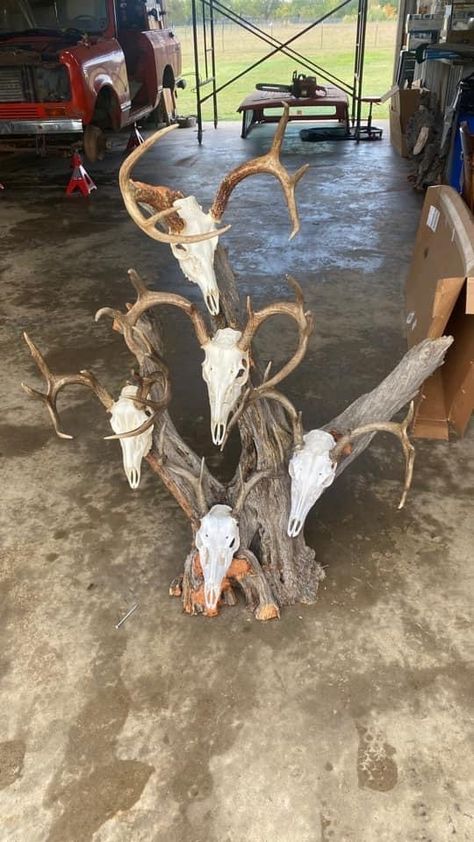 Skull Mount Ideas, Deer Mount Decor, European Mounts, Deer Skull Mount, Deer Hunting Decor, Euro Mounts, Paint Display, Mule Deer Hunting, Antler Ideas