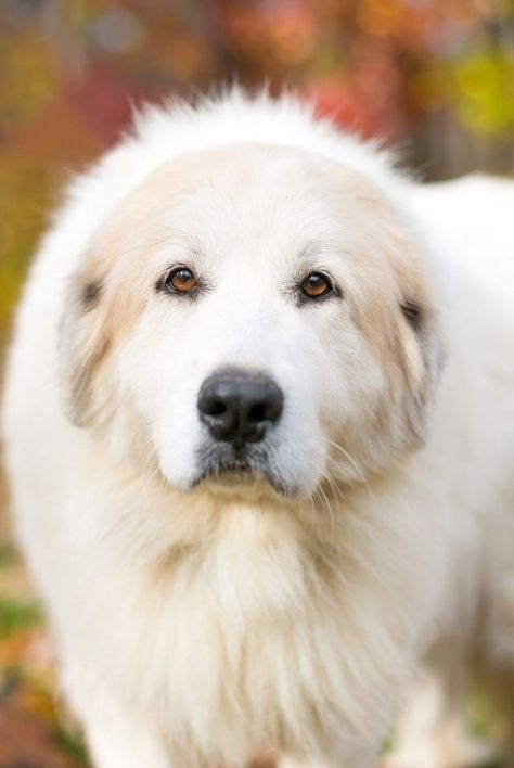 Pyrenean Mountain Dog, Great Pyrenees Dog, Lab Puppy, Labrador Retriever Mix, Great Pyrenees, Labrador Retriever Dog, Dogs Golden Retriever, Retriever Dog, Mountain Dogs