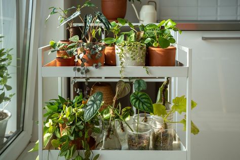 If you have some indoor plant babies that need some care this winter, here are a few tips to help ... Repotting Plants, Winter Hacks, Zz Plant, Winter Plants, Low Light Plants, Bright Homes, Different Plants, Snake Plant, Indoor Plant