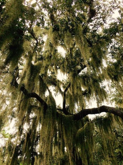 Beautiful Creatures Movie Aesthetic, Memorial Gardens, Gothic Wallpaper, Southern Marsh, Frog Prince, Southern Gothic, Modern Disney, Old Florida, Disney Aesthetic