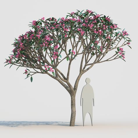 10 Frangipani 6 #Frangipani Plumeria Tree Drawing, Frangipani Tree, Bamboo Drawing, Plumeria Tree, Tree Photoshop, Sketchup Model, V Ray, Landscape Materials, Tree Drawing