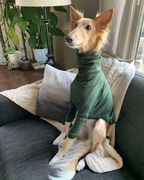 Cleo’s Instagram photo: “Everyday is a turtleneck day if you just put one on • • • #simplefacts #silkenwindhound #silkenwindhoundsofinstagram #silkenwindsprite…” Silken Windhound, Borzoi Dog, Pretty Dogs, Pets 3, Silly Dogs, Sweet Animals, Animals Friends, Cute Funny Animals, Greyhound