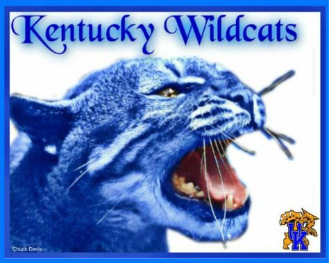 University of Kentucky Wildcats!!!! University Of Ky, Kentucky Football, Kentucky Sports, Kentucky Wildcats Basketball, Wildcats Basketball, Uk Basketball, Ky Wildcats, Big Blue Nation, Uk Wildcats